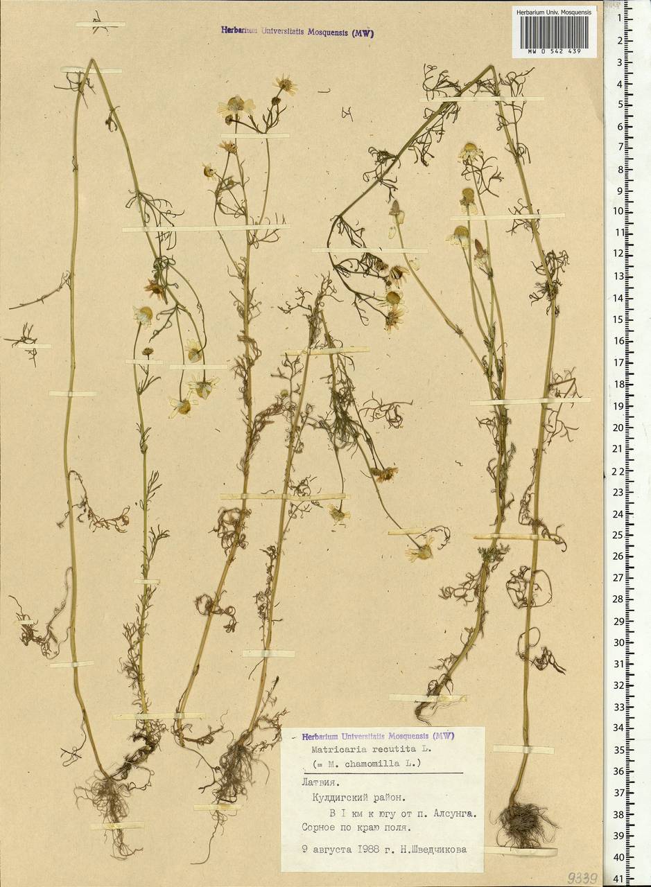 Matricaria chamomilla L., Eastern Europe, Latvia (E2b) (Latvia)