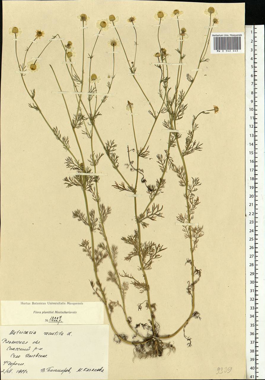 Matricaria chamomilla L., Eastern Europe, Central region (E4) (Russia)