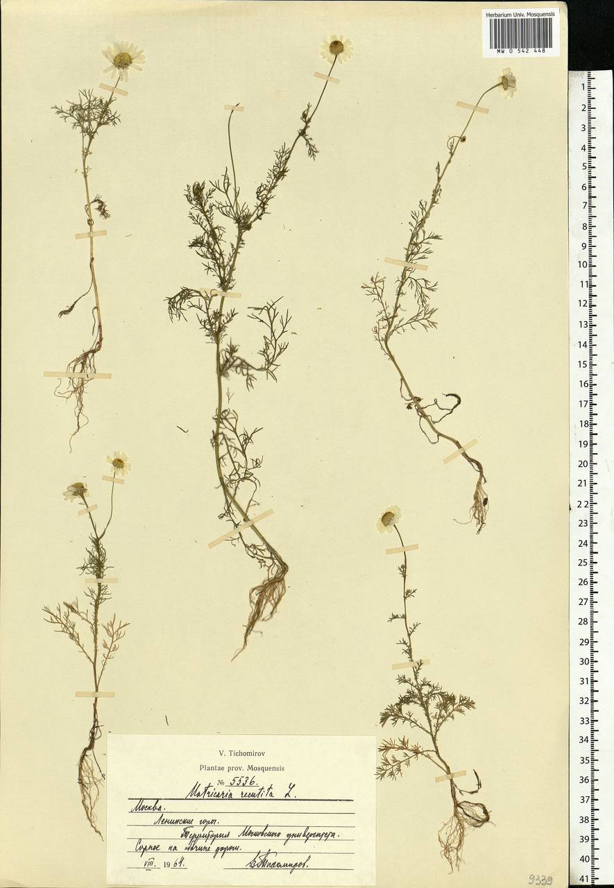 Matricaria chamomilla L., Eastern Europe, Moscow region (E4a) (Russia)
