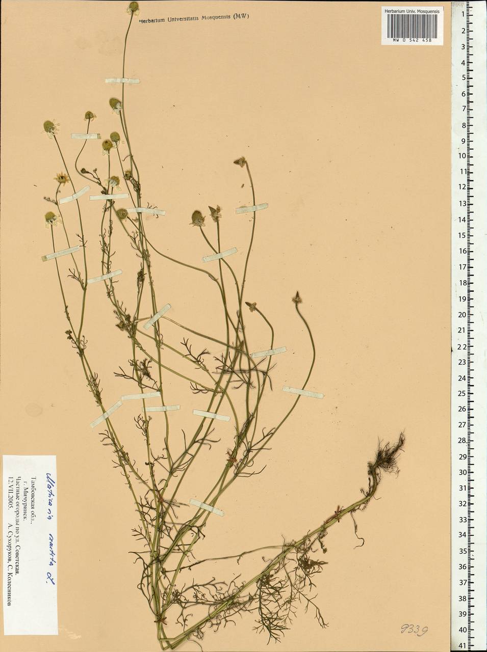 Matricaria chamomilla L., Eastern Europe, Central forest-and-steppe region (E6) (Russia)