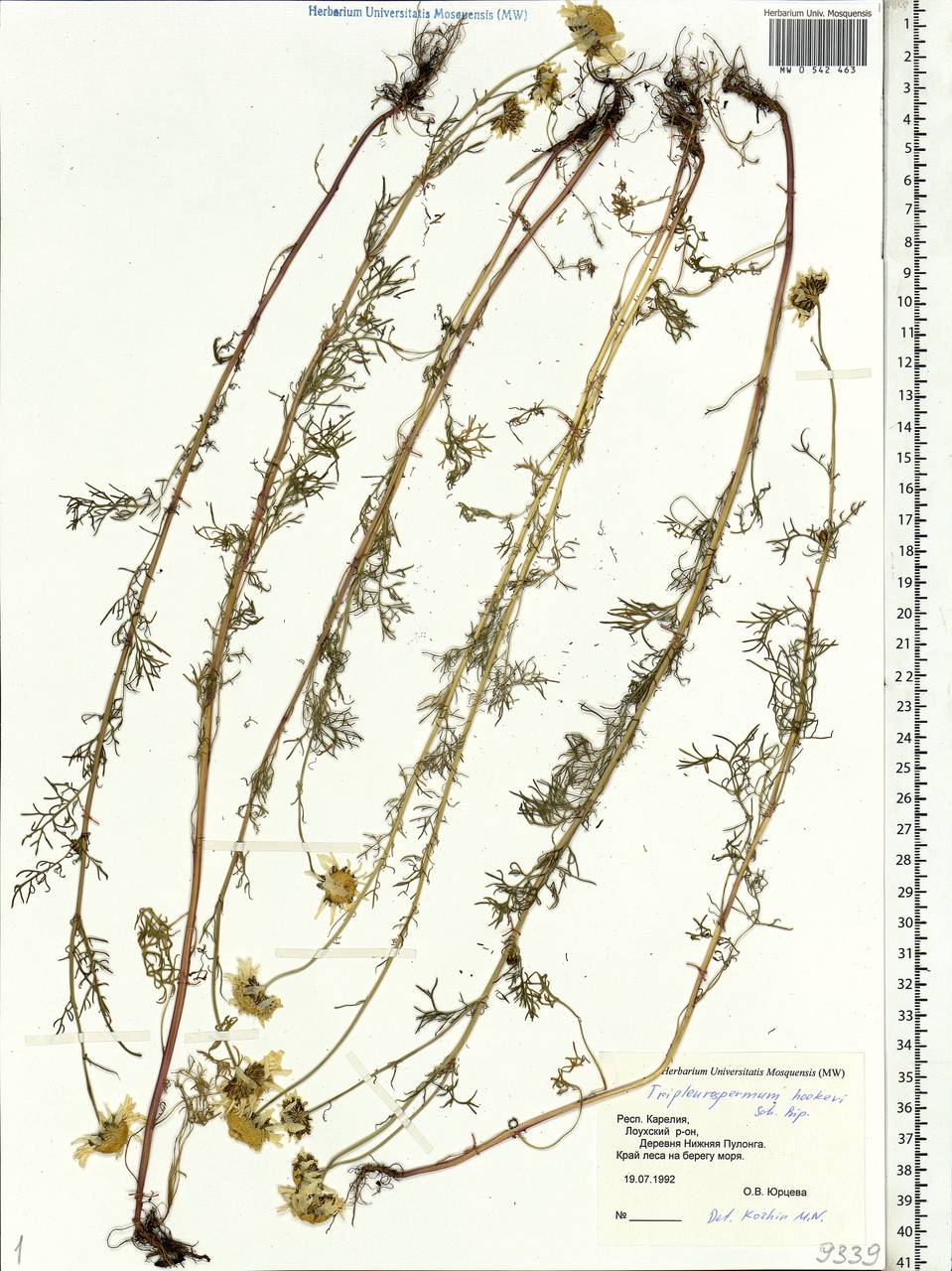 Tripleurospermum hookeri Sch. Bip., Eastern Europe, Northern region (E1) (Russia)