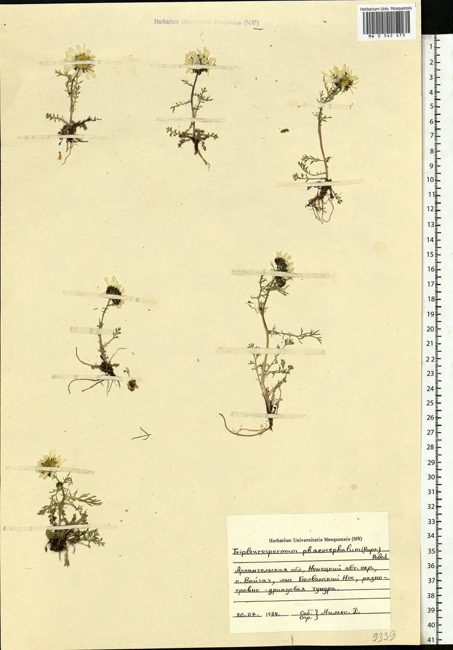 Tripleurospermum hookeri Sch. Bip., Eastern Europe, Northern region (E1) (Russia)