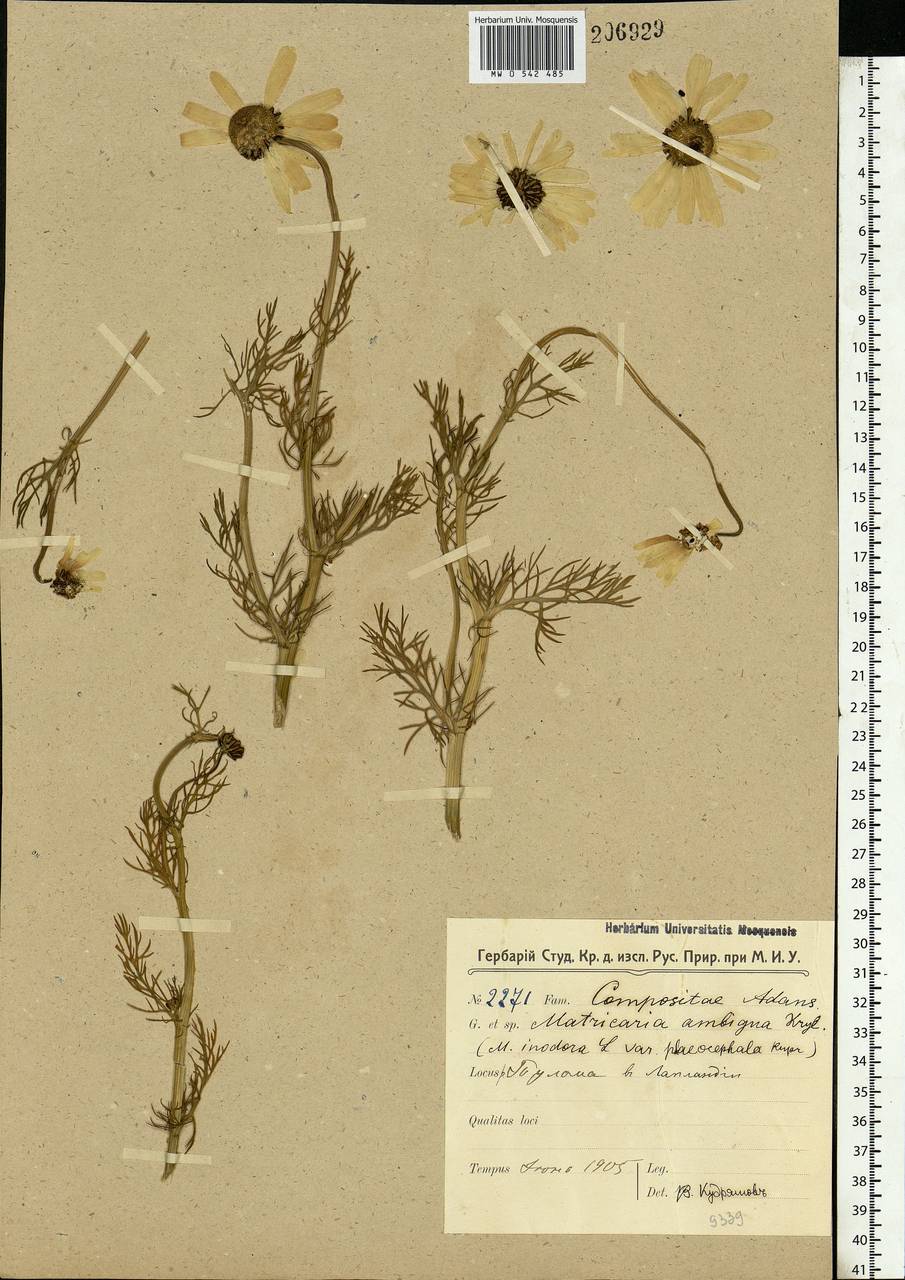 Tripleurospermum hookeri Sch. Bip., Eastern Europe, Northern region (E1) (Russia)