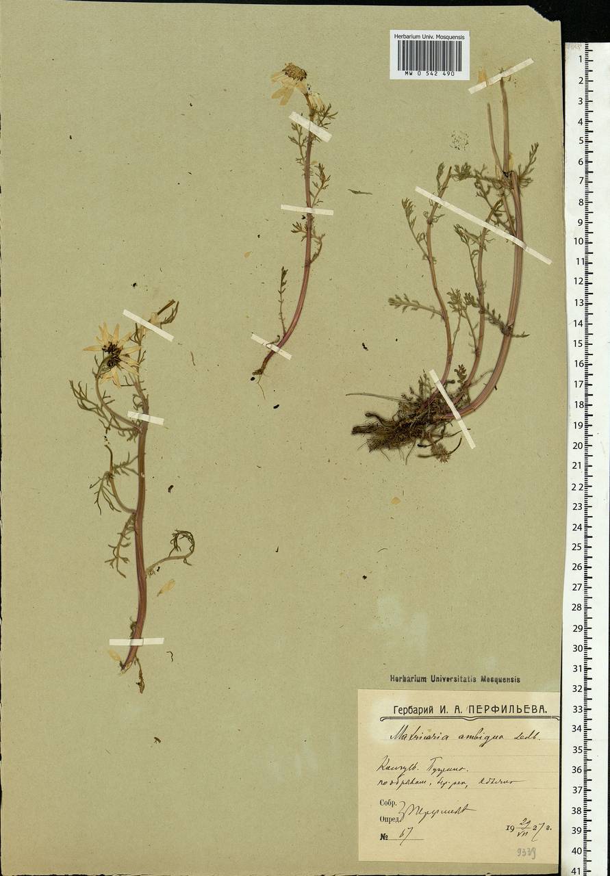 Tripleurospermum hookeri Sch. Bip., Eastern Europe, Northern region (E1) (Russia)