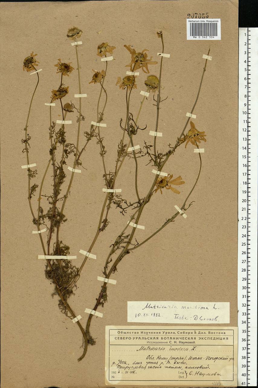 Tripleurospermum maritimum (L.) Koch, Eastern Europe, Northern region (E1) (Russia)