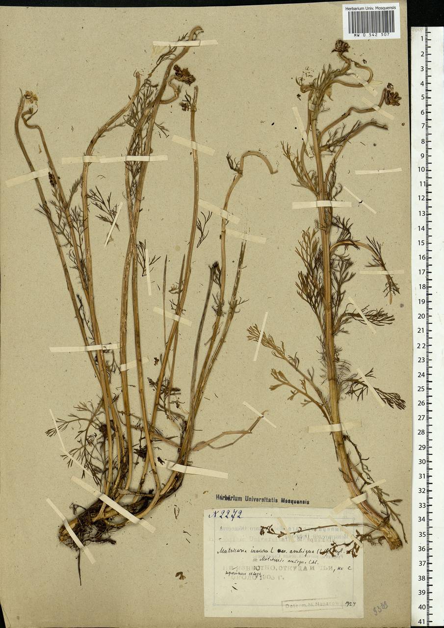 Tripleurospermum hookeri Sch. Bip., Eastern Europe, Northern region (E1) (Russia)