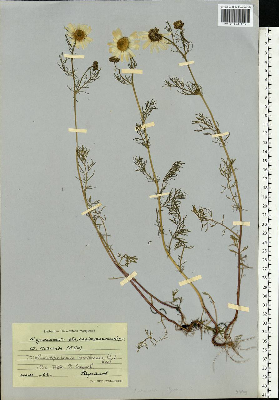 Tripleurospermum maritimum (L.) Koch, Eastern Europe, Northern region (E1) (Russia)