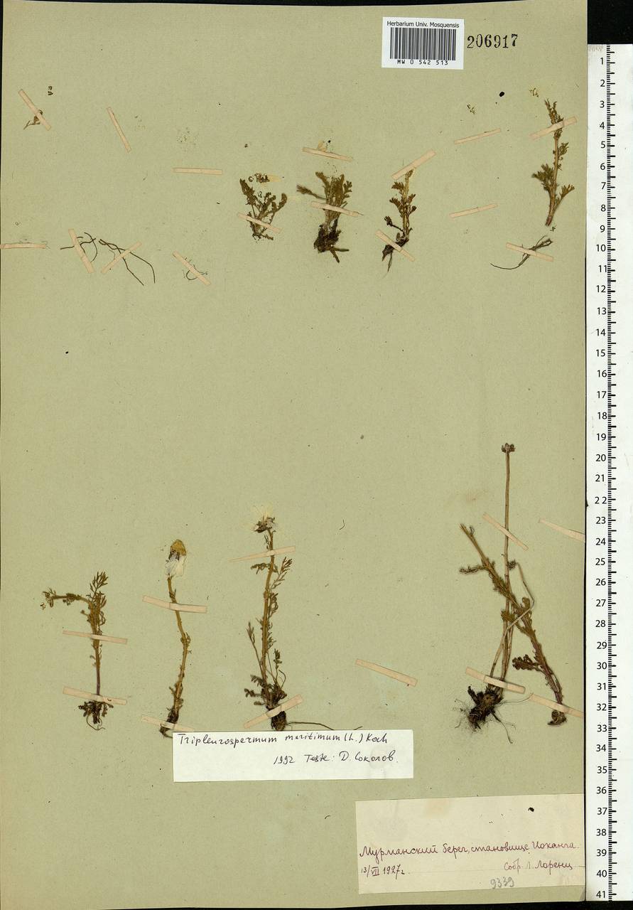 Tripleurospermum maritimum (L.) Koch, Eastern Europe, Northern region (E1) (Russia)