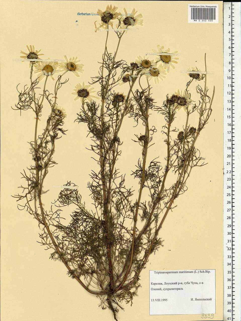 Tripleurospermum maritimum (L.) Koch, Eastern Europe, Northern region (E1) (Russia)