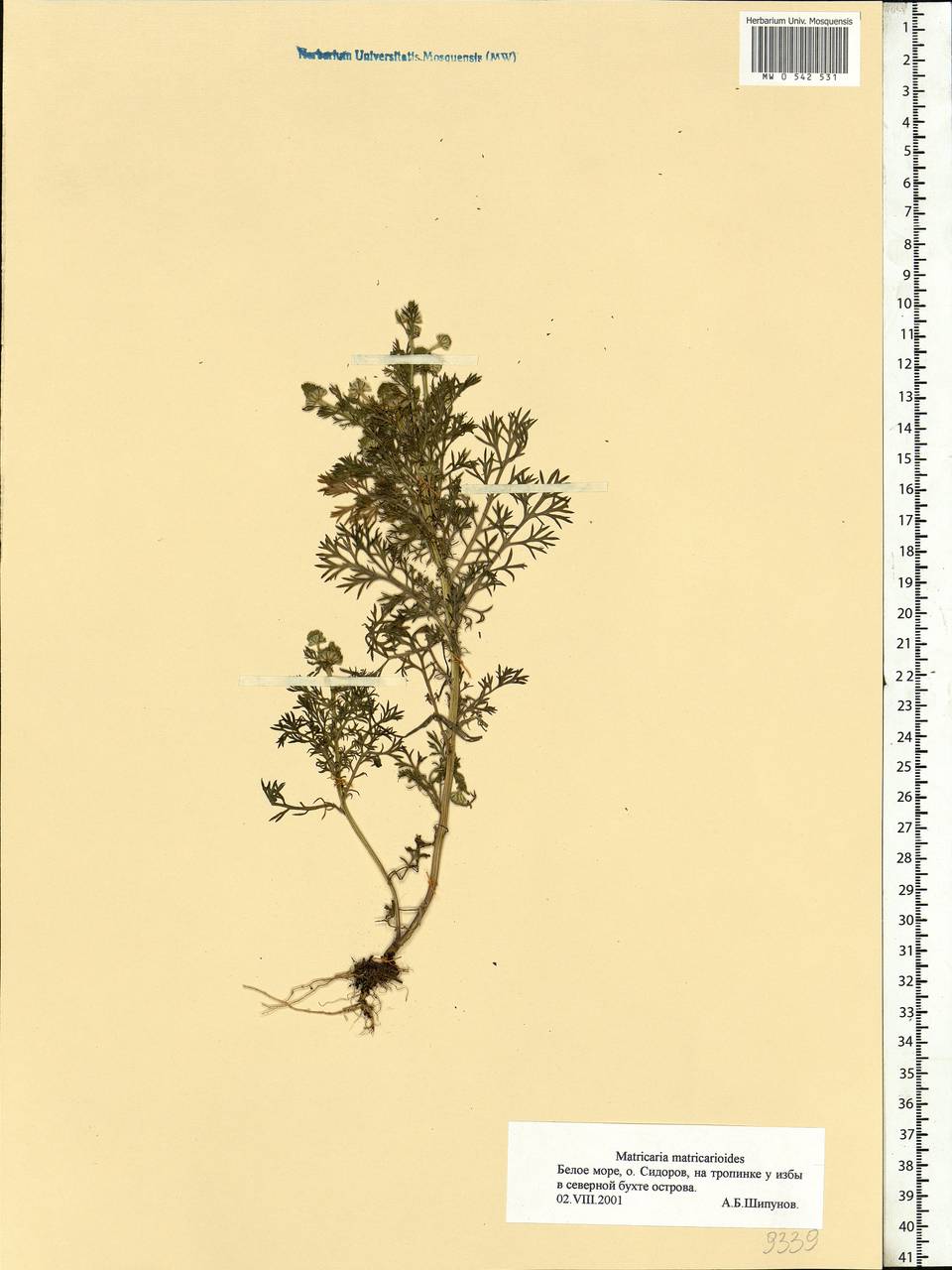 Matricaria discoidea DC., Eastern Europe, Northern region (E1) (Russia)