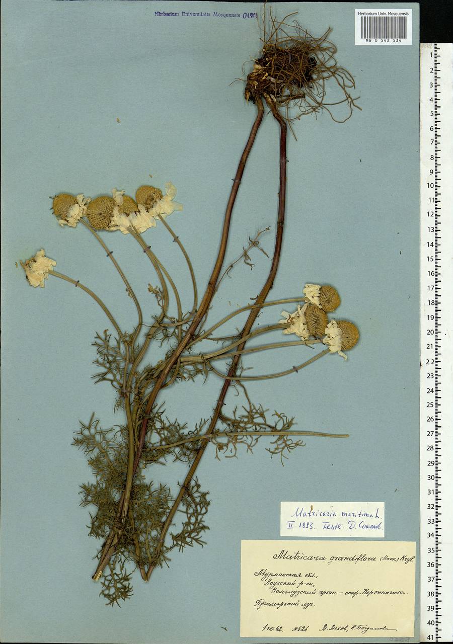 Tripleurospermum maritimum (L.) Koch, Eastern Europe, Northern region (E1) (Russia)
