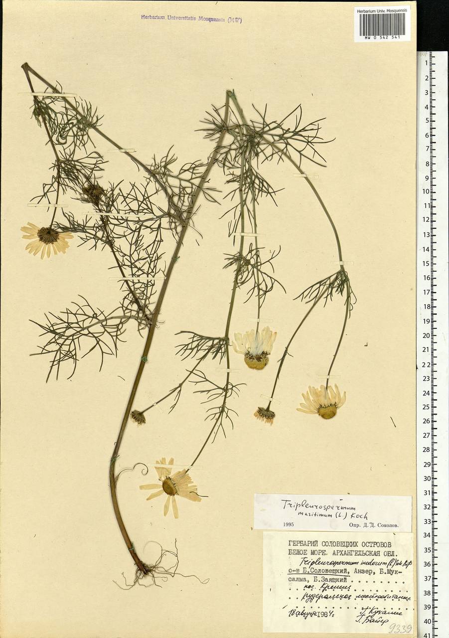 Tripleurospermum maritimum (L.) Koch, Eastern Europe, Northern region (E1) (Russia)