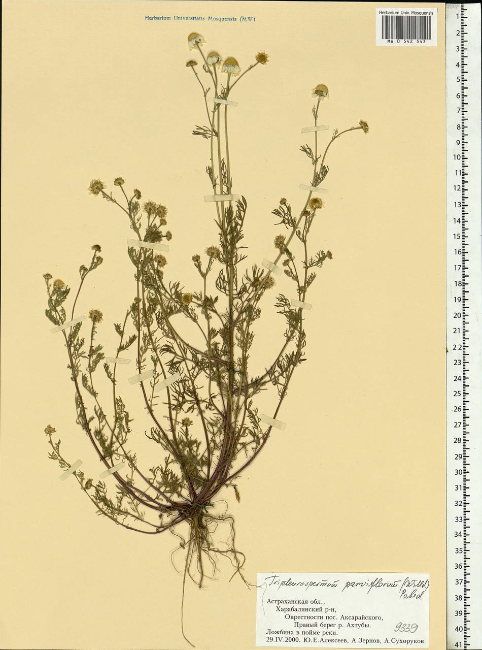 Tripleurospermum parviflorum (Willd.) Pobed., Eastern Europe, Lower Volga region (E9) (Russia)