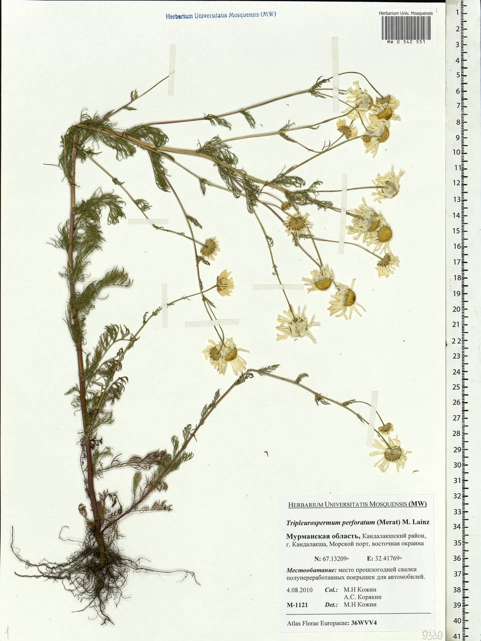 Tripleurospermum inodorum (L.) Sch.-Bip, Eastern Europe, Northern region (E1) (Russia)