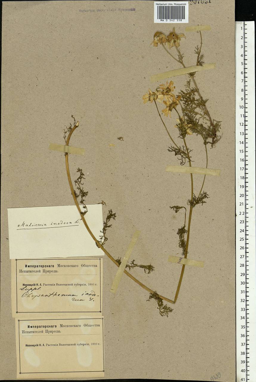 Tripleurospermum inodorum (L.) Sch.-Bip, Eastern Europe, Northern region (E1) (Russia)