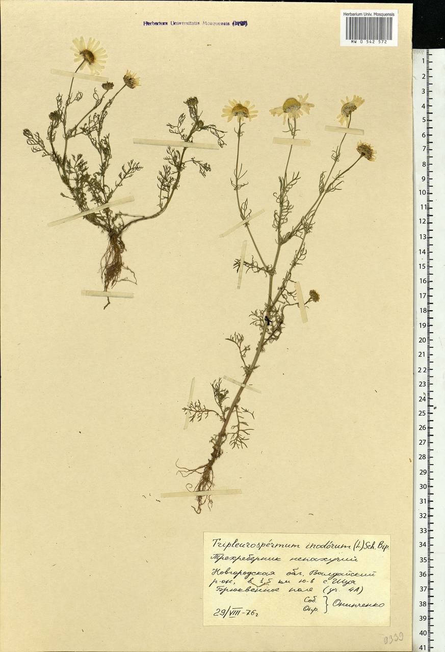 Tripleurospermum inodorum (L.) Sch.-Bip, Eastern Europe, North-Western region (E2) (Russia)