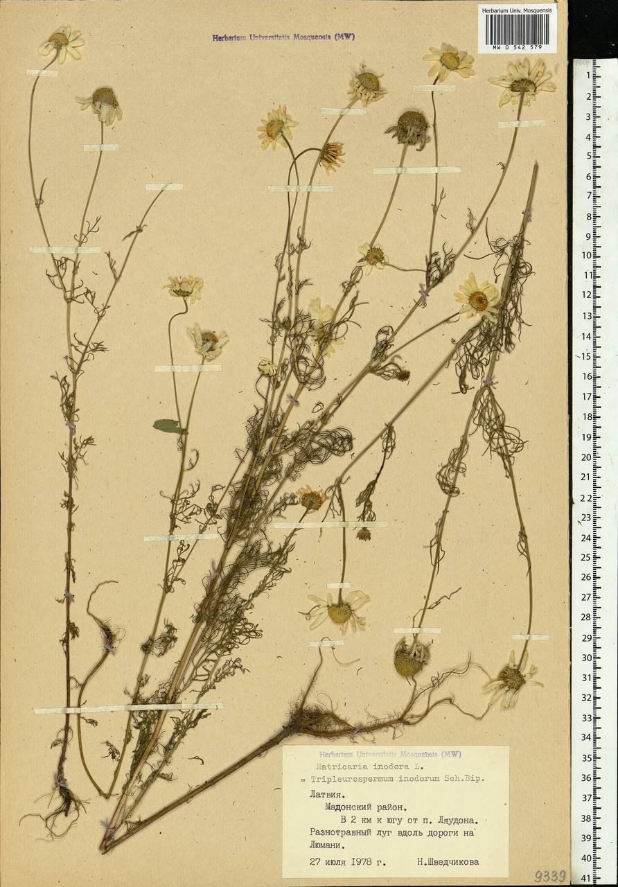 Tripleurospermum inodorum (L.) Sch.-Bip, Eastern Europe, Latvia (E2b) (Latvia)