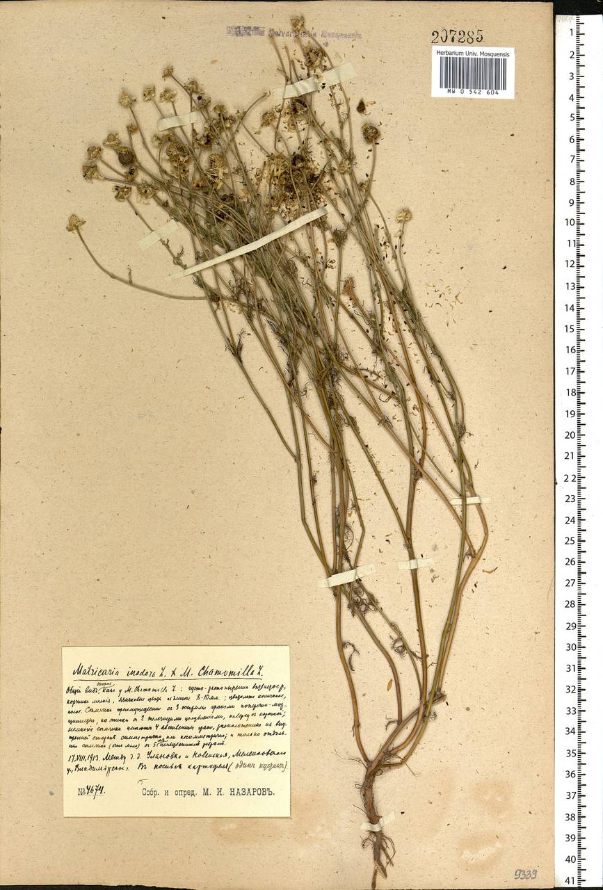 Tripleurospermum inodorum (L.) Sch.-Bip, Eastern Europe, Central region (E4) (Russia)