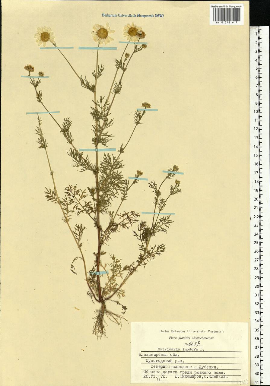 Tripleurospermum inodorum (L.) Sch.-Bip, Eastern Europe, Central region (E4) (Russia)