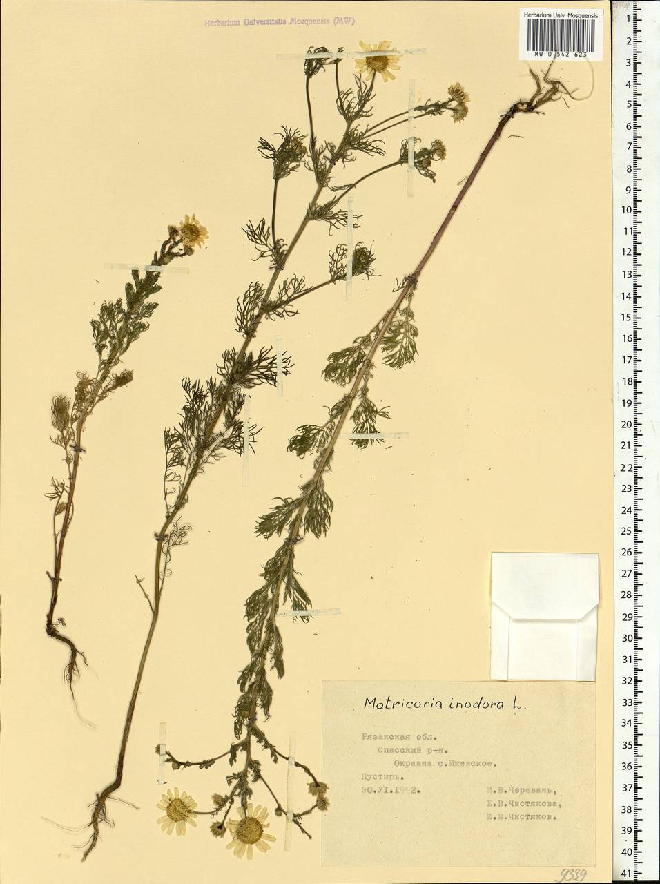 Tripleurospermum inodorum (L.) Sch.-Bip, Eastern Europe, Central region (E4) (Russia)