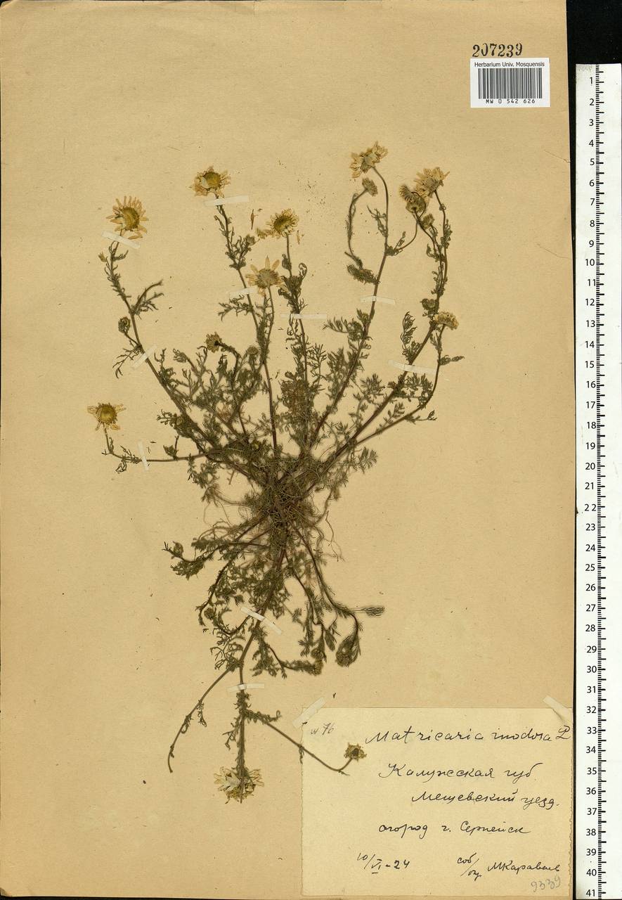 Tripleurospermum inodorum (L.) Sch.-Bip, Eastern Europe, Central region (E4) (Russia)