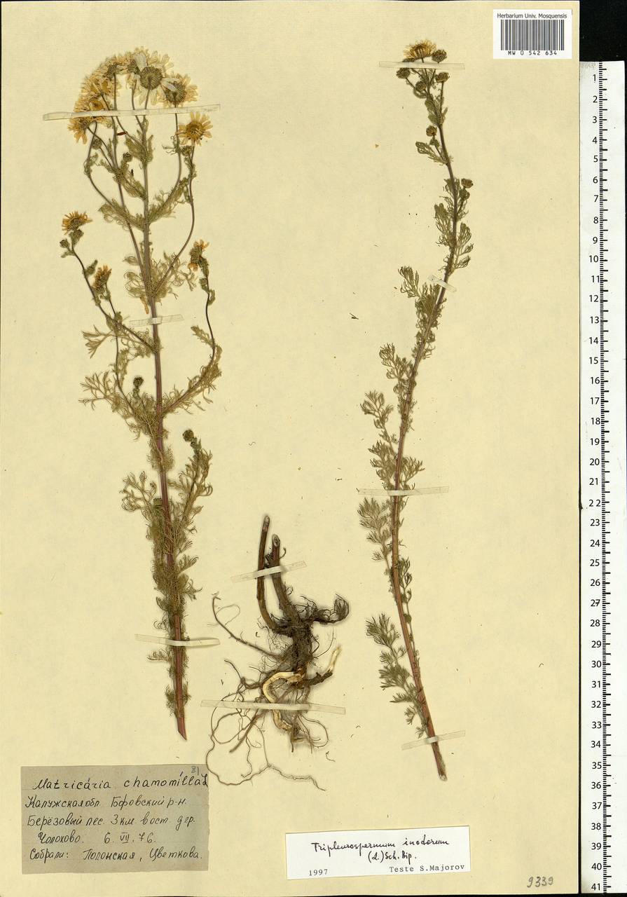 Tripleurospermum inodorum (L.) Sch.-Bip, Eastern Europe, Central region (E4) (Russia)