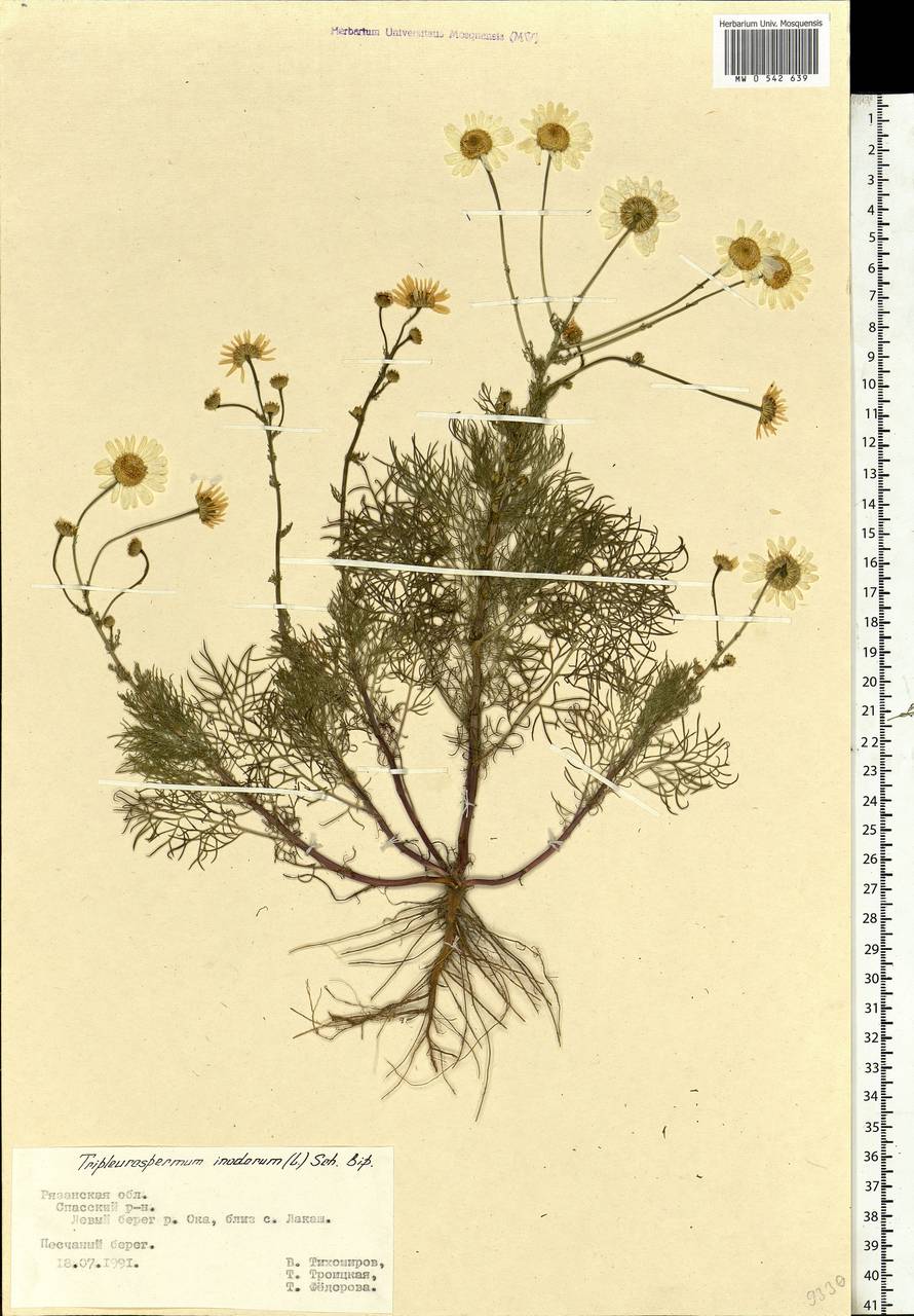 Tripleurospermum inodorum (L.) Sch.-Bip, Eastern Europe, Central region (E4) (Russia)