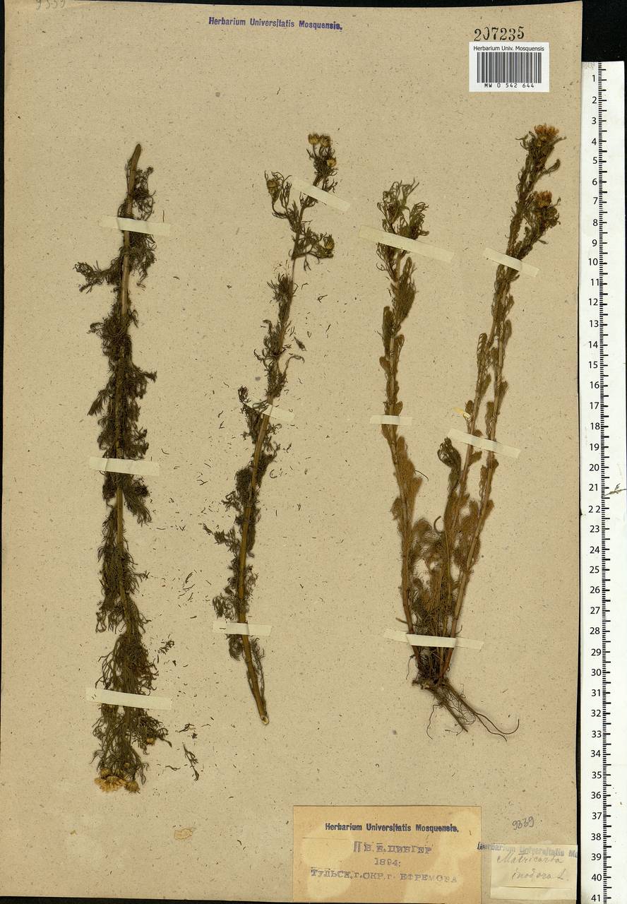 Tripleurospermum inodorum (L.) Sch.-Bip, Eastern Europe, Central region (E4) (Russia)