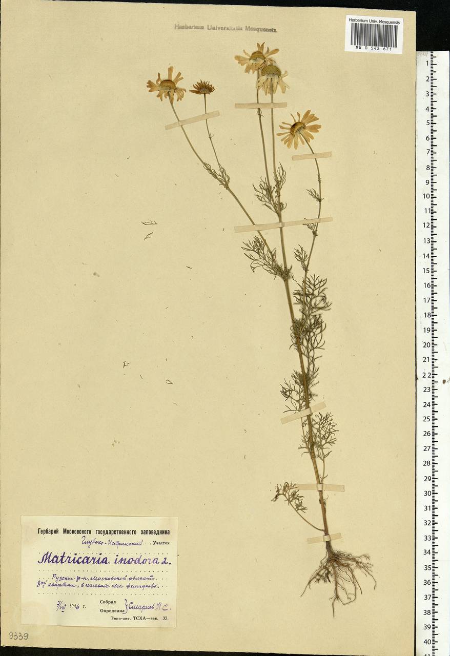 Tripleurospermum inodorum (L.) Sch.-Bip, Eastern Europe, Moscow region (E4a) (Russia)