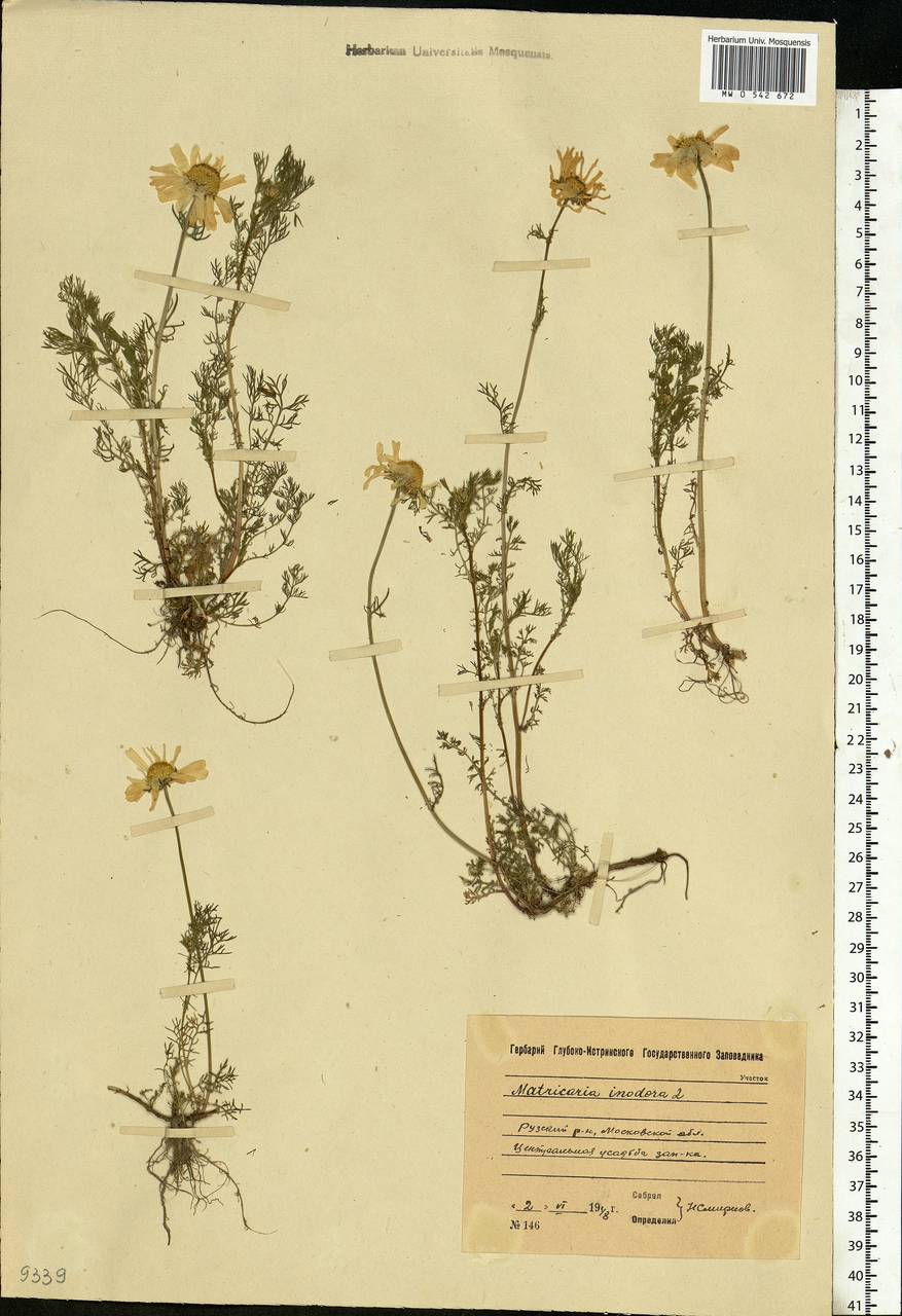 Tripleurospermum inodorum (L.) Sch.-Bip, Eastern Europe, Moscow region (E4a) (Russia)