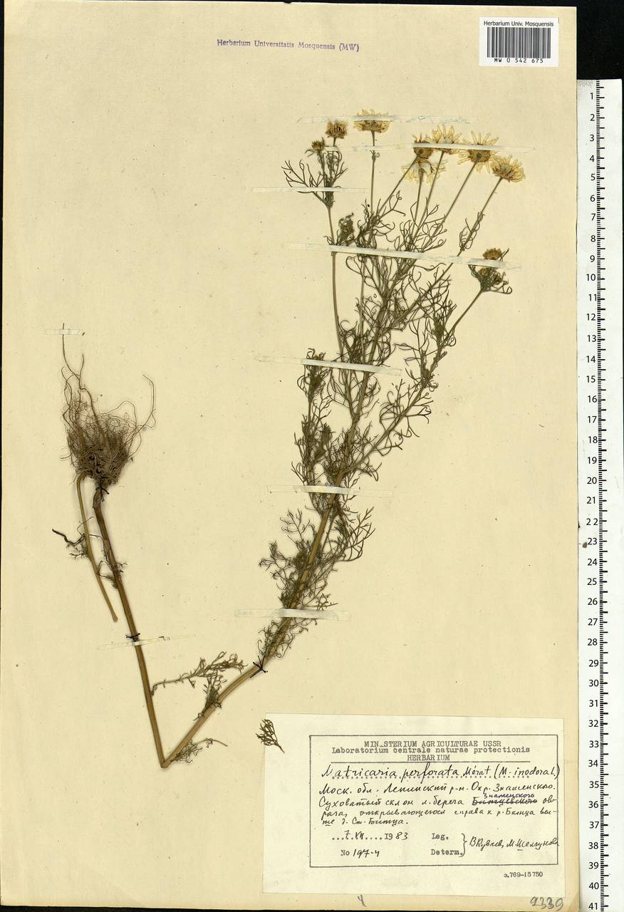 Tripleurospermum inodorum (L.) Sch.-Bip, Eastern Europe, Moscow region (E4a) (Russia)