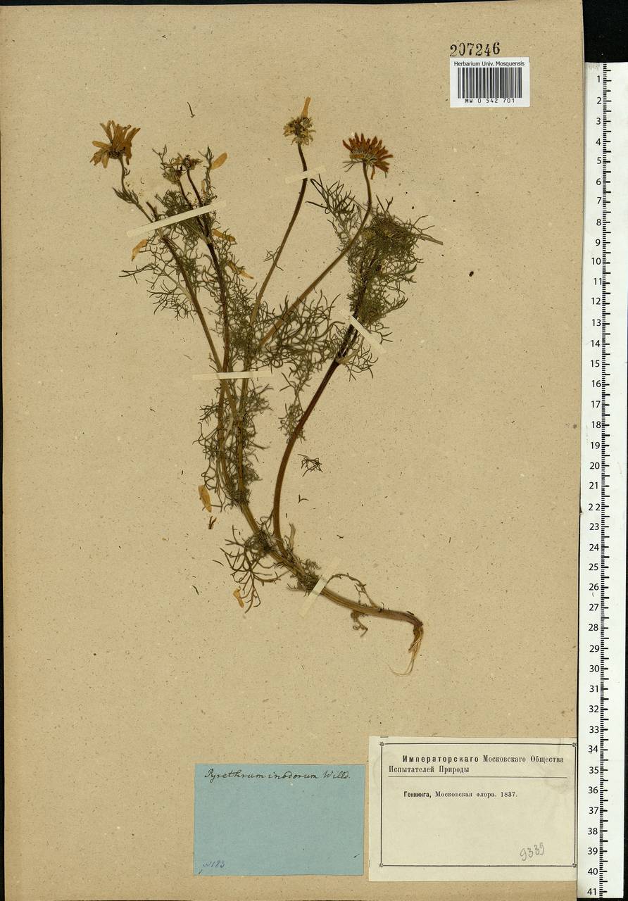 Tripleurospermum inodorum (L.) Sch.-Bip, Eastern Europe, Moscow region (E4a) (Russia)