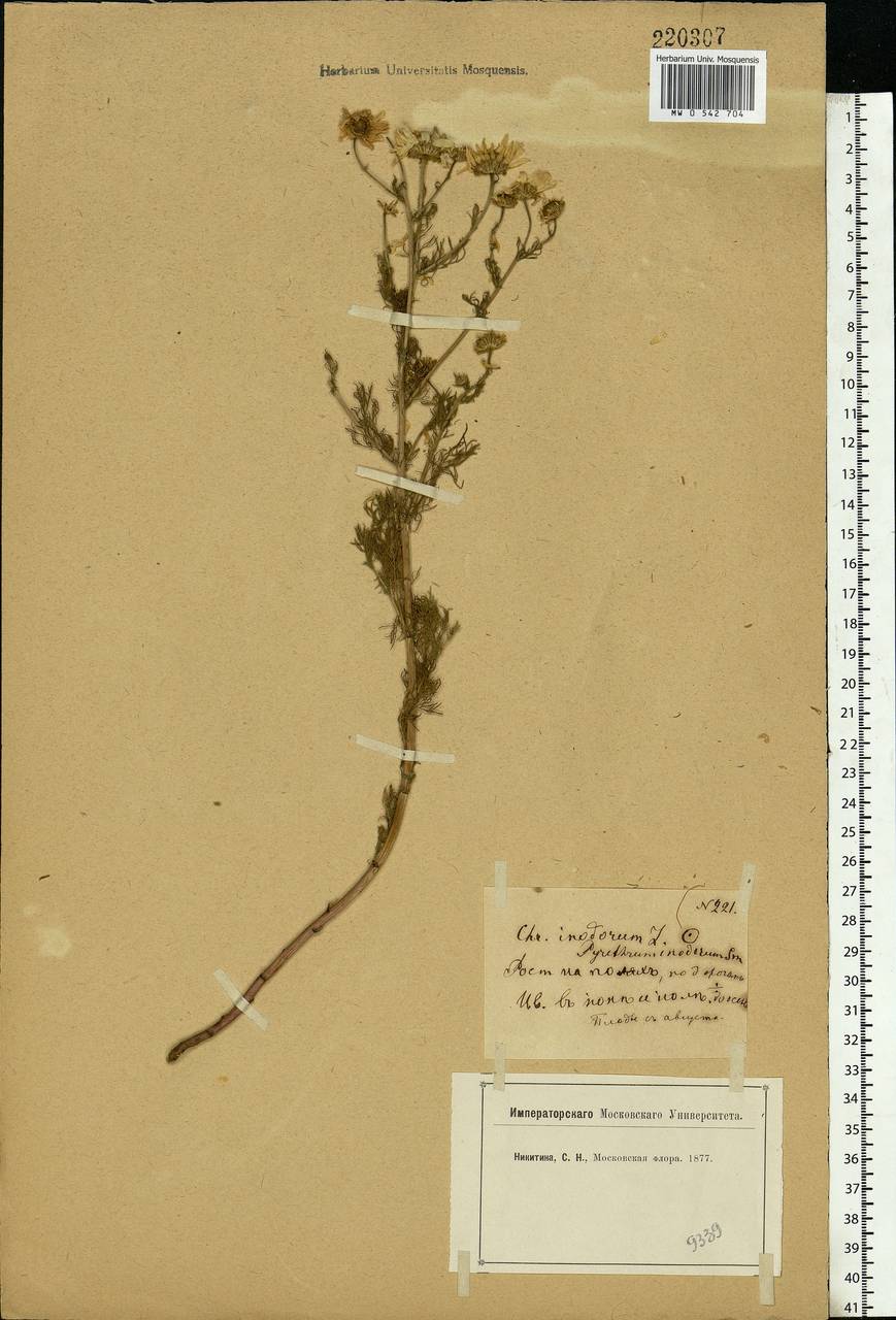 Tripleurospermum inodorum (L.) Sch.-Bip, Eastern Europe, Moscow region (E4a) (Russia)