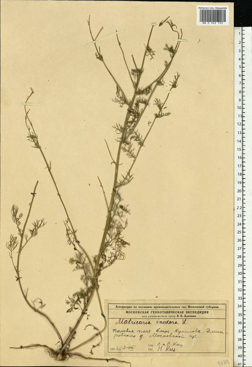 Tripleurospermum inodorum (L.) Sch.-Bip, Eastern Europe, Moscow region (E4a) (Russia)