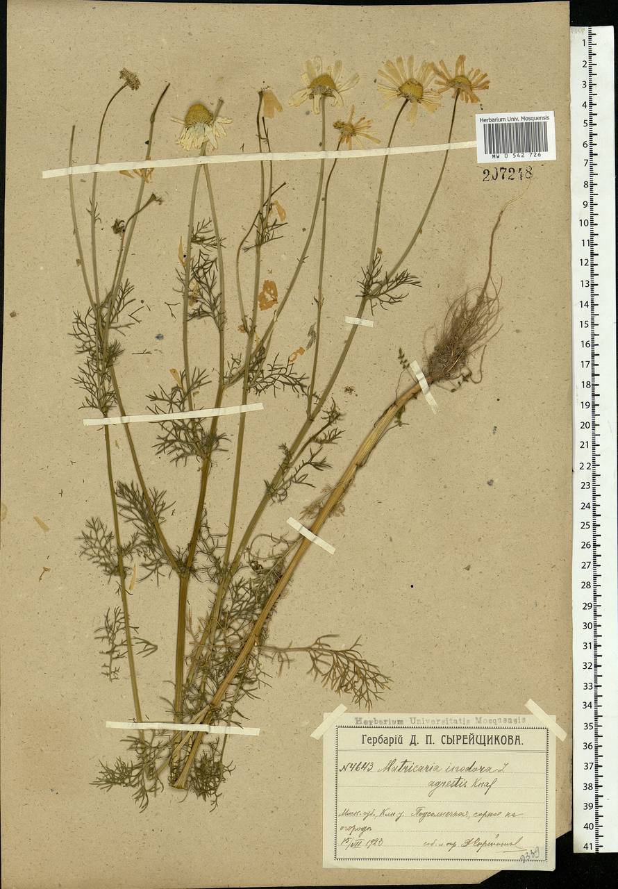 Tripleurospermum inodorum (L.) Sch.-Bip, Eastern Europe, Moscow region (E4a) (Russia)