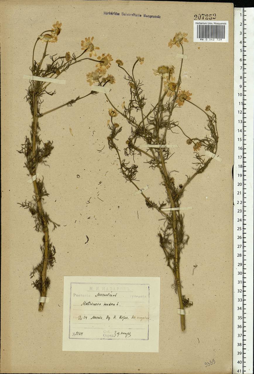 Tripleurospermum inodorum (L.) Sch.-Bip, Eastern Europe, Moscow region (E4a) (Russia)