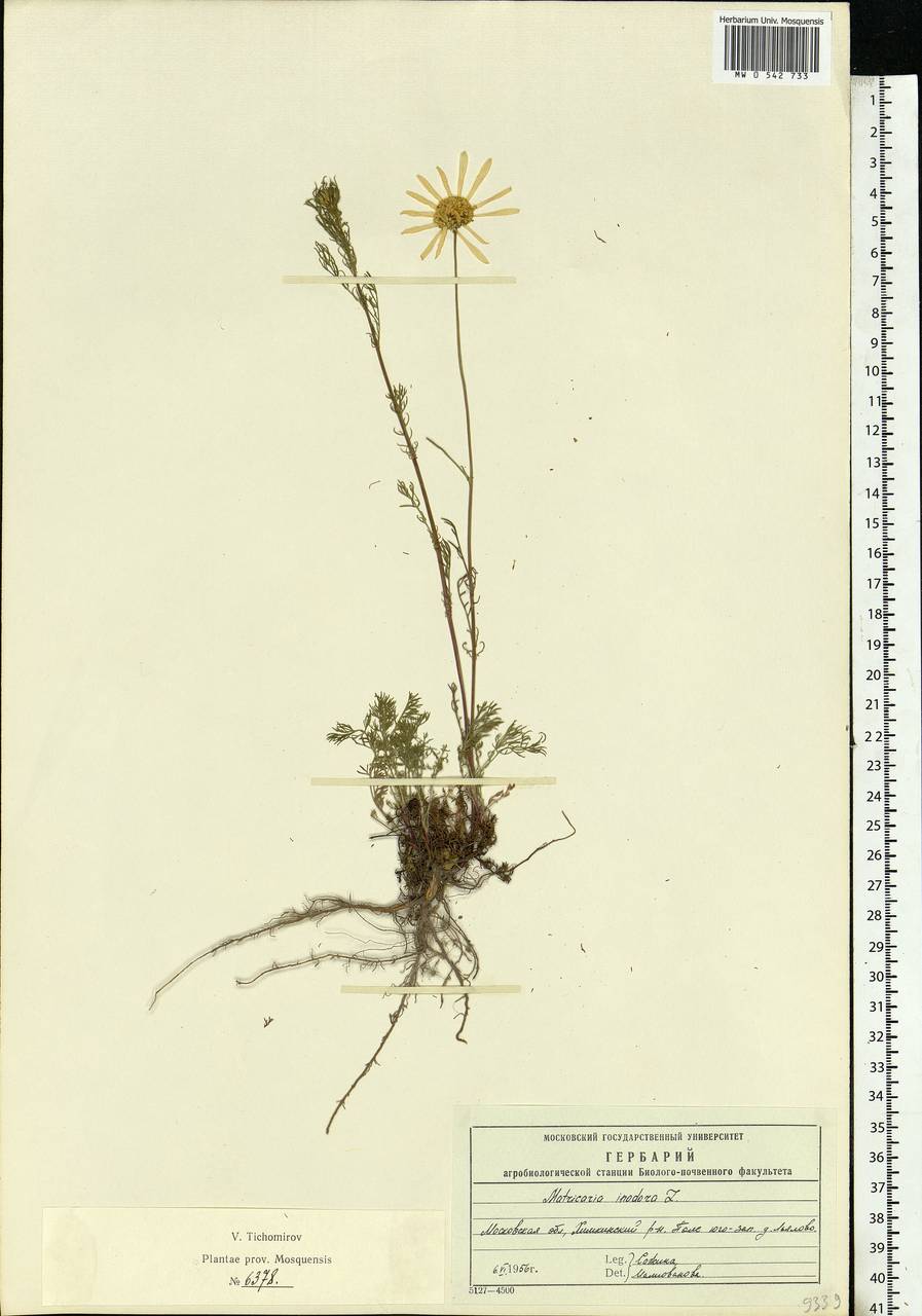 Tripleurospermum inodorum (L.) Sch.-Bip, Eastern Europe, Moscow region (E4a) (Russia)