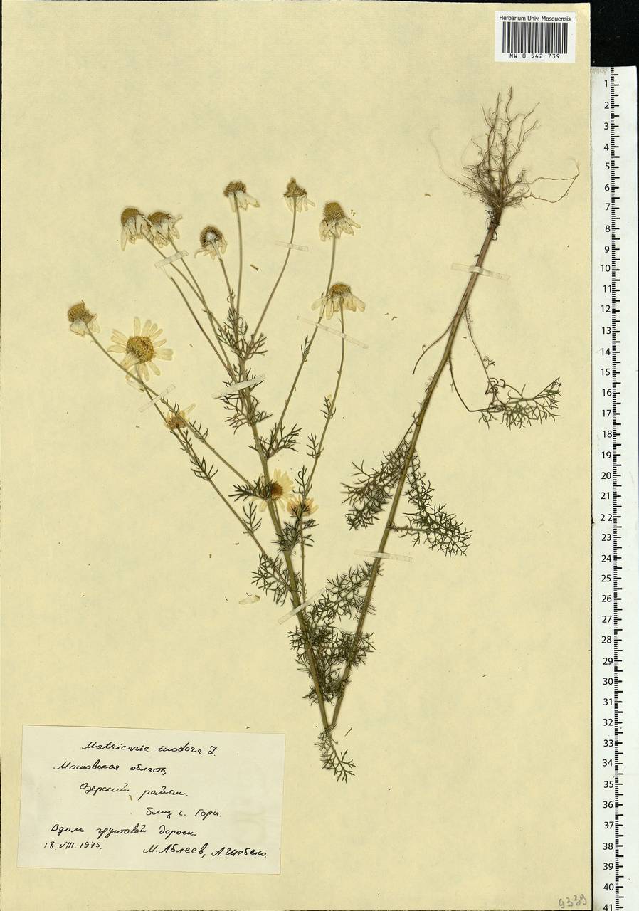 Tripleurospermum inodorum (L.) Sch.-Bip, Eastern Europe, Moscow region (E4a) (Russia)