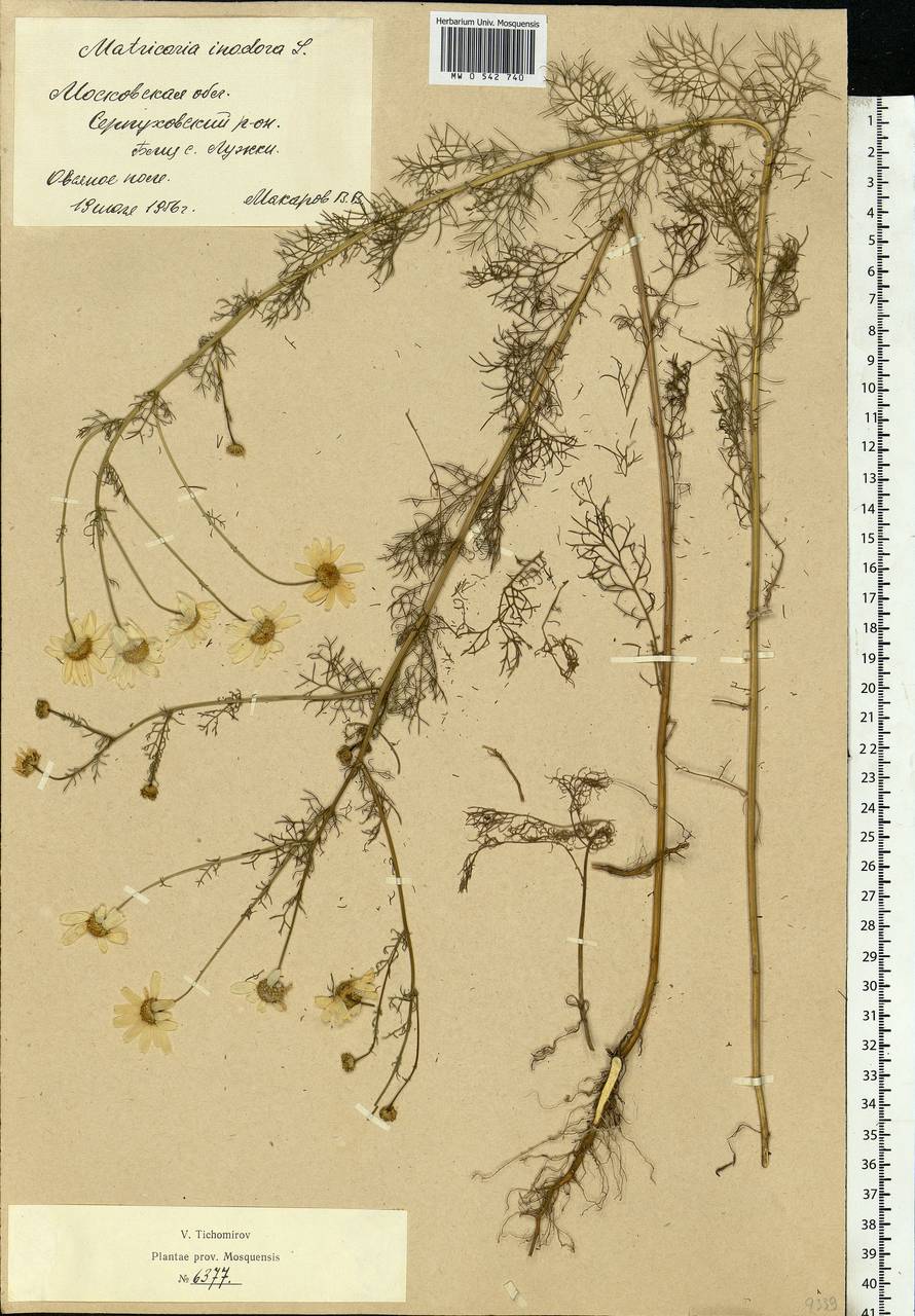 Tripleurospermum inodorum (L.) Sch.-Bip, Eastern Europe, Moscow region (E4a) (Russia)