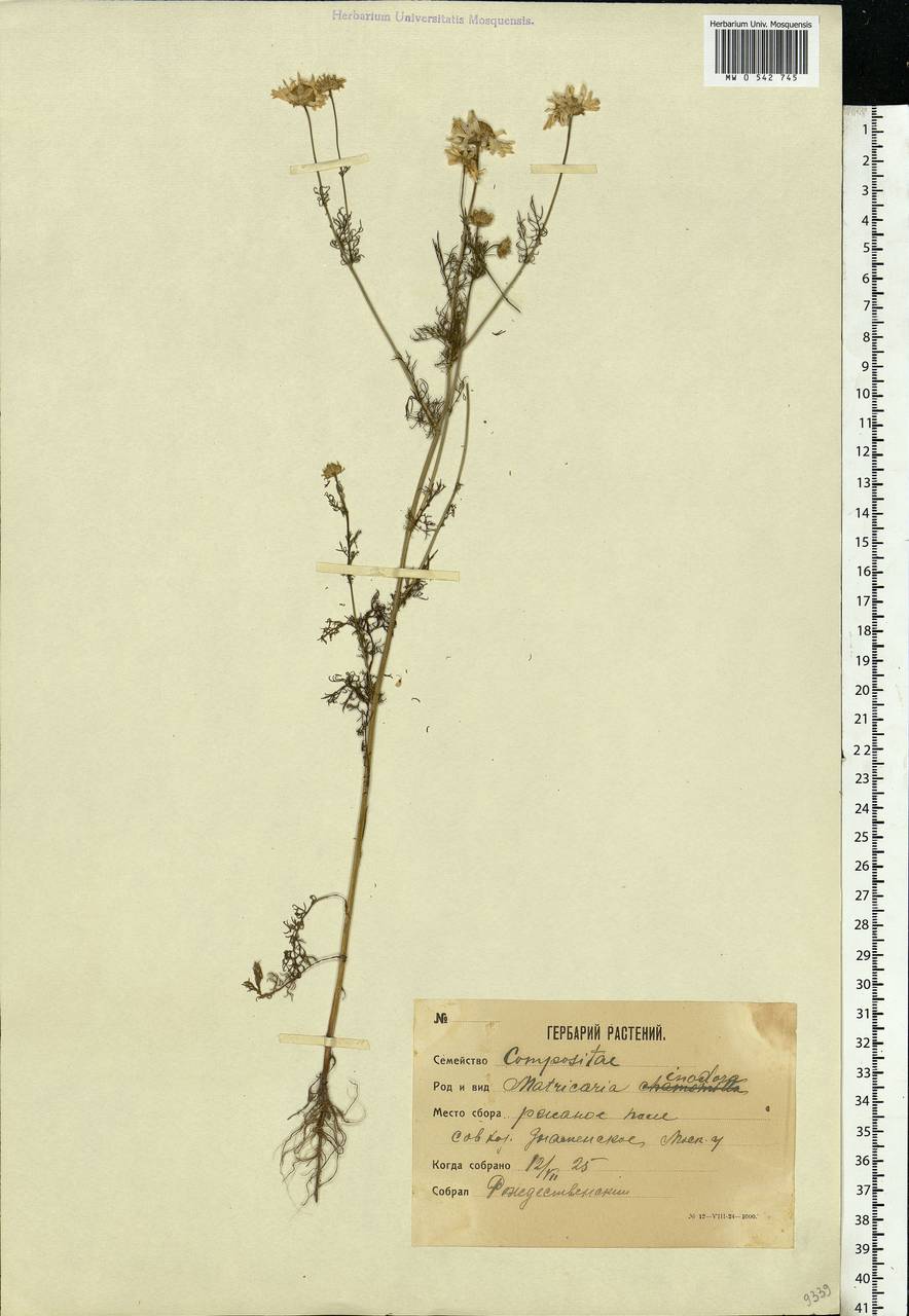 Tripleurospermum inodorum (L.) Sch.-Bip, Eastern Europe, Moscow region (E4a) (Russia)