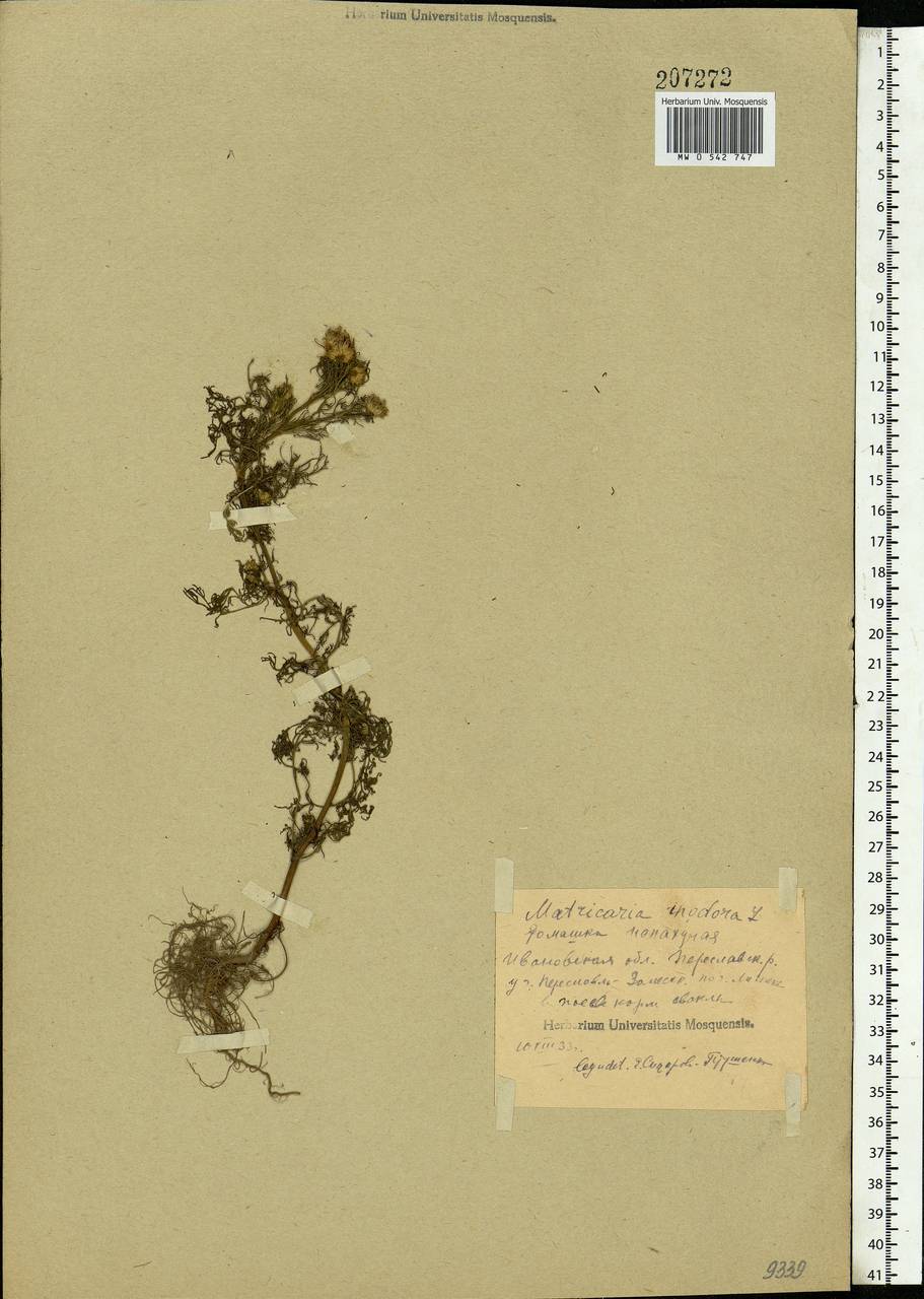 Tripleurospermum inodorum (L.) Sch.-Bip, Eastern Europe, Central forest region (E5) (Russia)