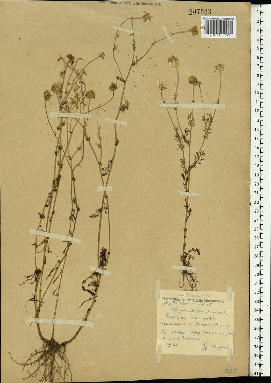 Tripleurospermum inodorum (L.) Sch.-Bip, Eastern Europe, Central forest region (E5) (Russia)