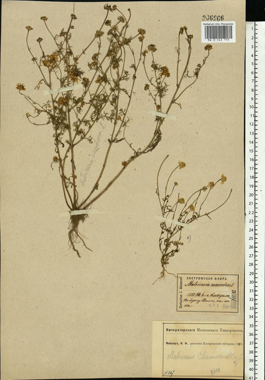 Tripleurospermum inodorum (L.) Sch.-Bip, Eastern Europe, Central forest region (E5) (Russia)