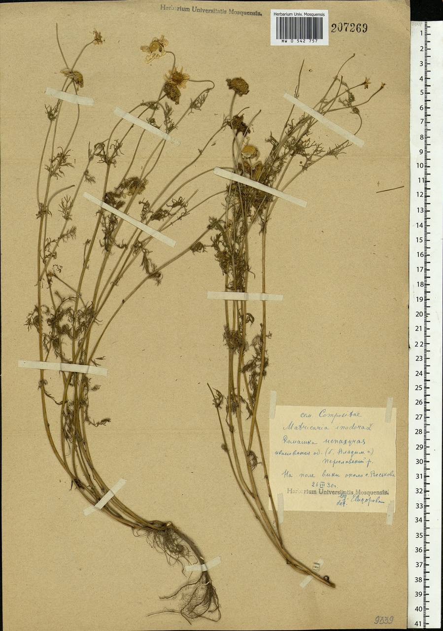 Tripleurospermum inodorum (L.) Sch.-Bip, Eastern Europe, Central forest region (E5) (Russia)