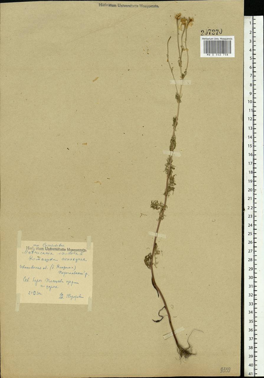 Tripleurospermum inodorum (L.) Sch.-Bip, Eastern Europe, Central forest region (E5) (Russia)