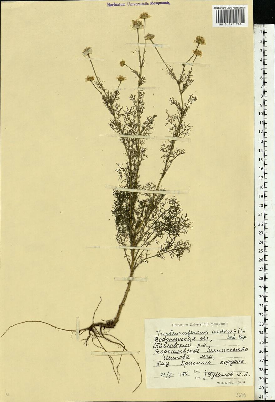 Tripleurospermum inodorum (L.) Sch.-Bip, Eastern Europe, Central forest-and-steppe region (E6) (Russia)