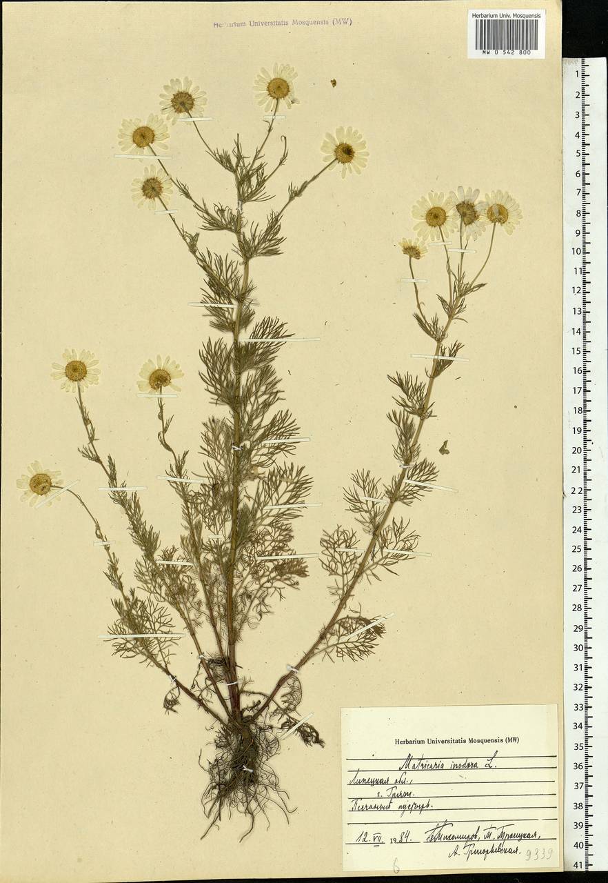 Tripleurospermum inodorum (L.) Sch.-Bip, Eastern Europe, Central forest-and-steppe region (E6) (Russia)