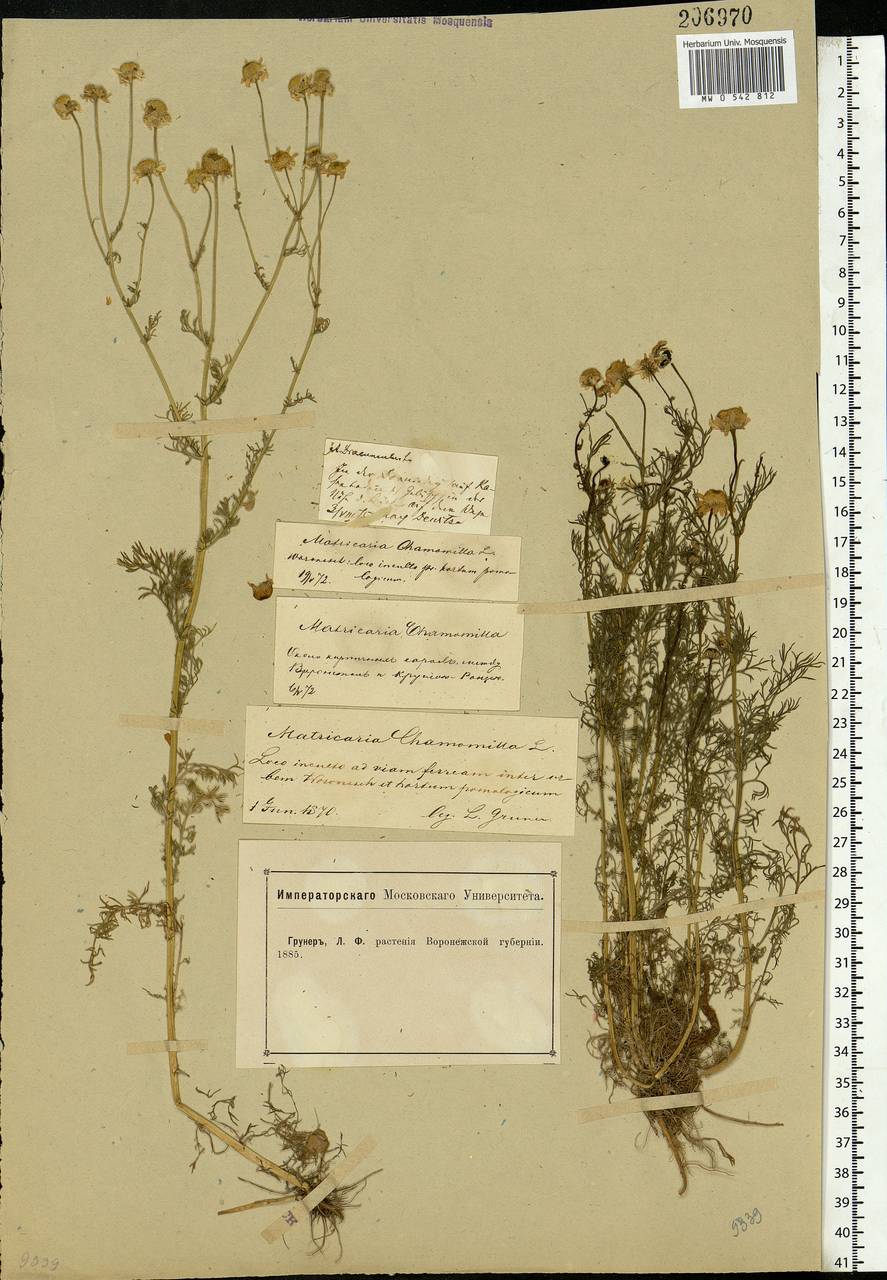 Matricaria chamomilla L., Eastern Europe, Central forest-and-steppe region (E6) (Russia)