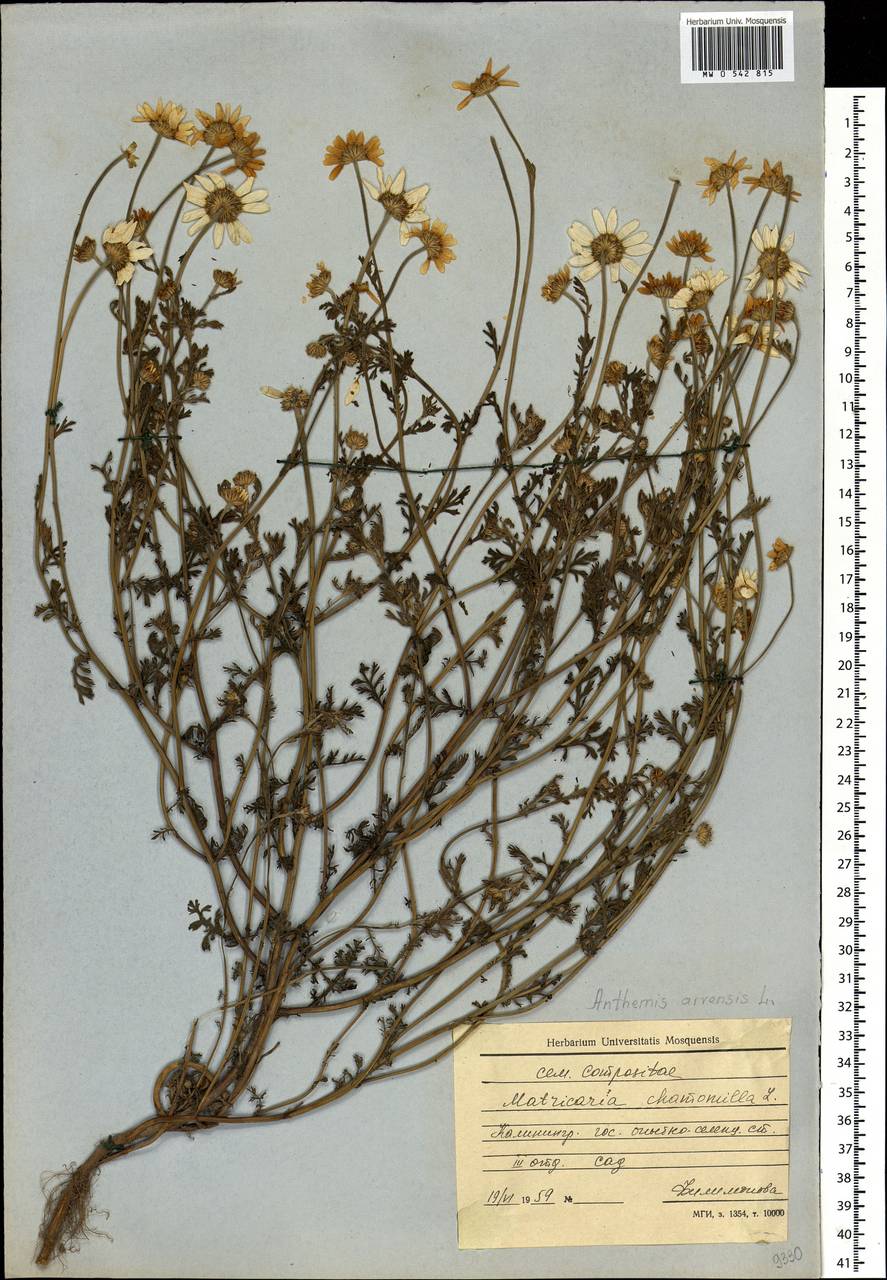 Anthemis arvensis L., Eastern Europe, North-Western region (E2) (Russia)