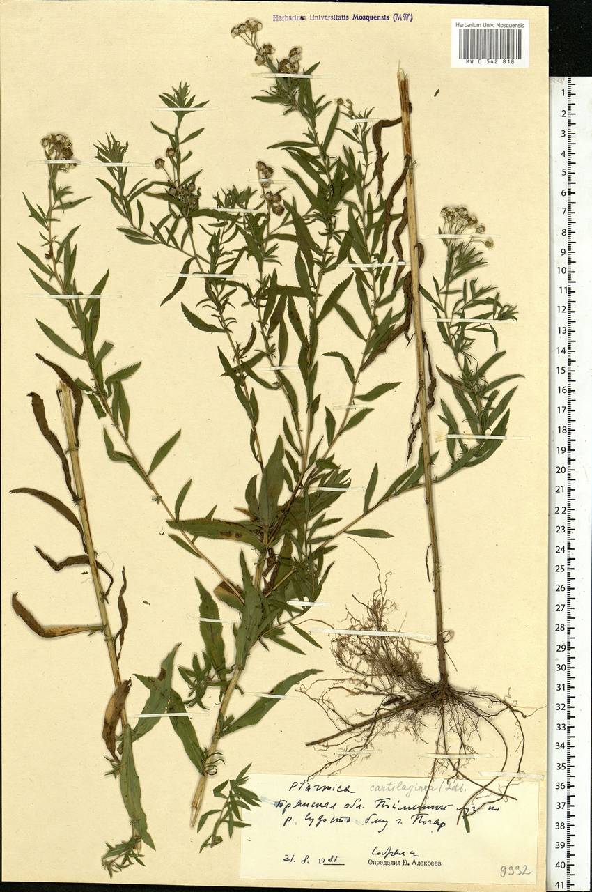 Achillea salicifolia subsp. salicifolia, Eastern Europe, Western region (E3) (Russia)